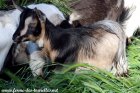 NEREA des Tourelles - chèvre miniature
