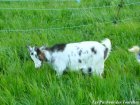 GIA-POLLITA - chèvre naine des Tourelles