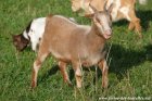 ICELIA - chèvre miniature des Tourelles