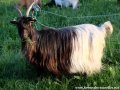 Chèvres et boucs miniatures à poils longs des Tourelles