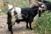 PLAY BOY des Tourelles - bouc miniature