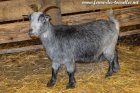 LAÏCA - chèvre semi-miniature des Tourelles