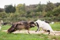 Gestion du bouc - Ferme des Tourelles