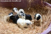 Chiots de GLYCINE du 04-12-20