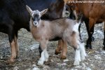 JYPSY des Tourelles - chevreau Alpin motte