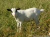 GOMETTE - chèvre miniature des Tourelles