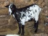 HIRONDELLE - chèvre naine des Tourelles
