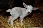 LYRIC des Tourelles - chevreau extra-nain