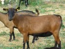 AMBRE - chèvre miniature des Tourelles