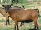 AMBRE - chèvre miniature des Tourelles