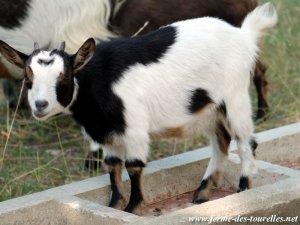 MAIKKI des Tourelles - chèvre miniature / extra-naine