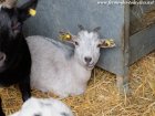 HALOUETTE - chèvre miniature des Tourelles