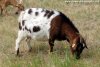 CIGALINE - chèvre miniature des Tourelles