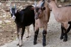 MELVIN des Tourelles - chevreau Alpin