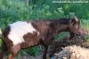 NIÑO des Tourelles - bouc miniature aux yeux bleus