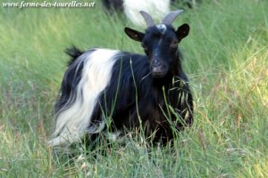 JANNA - chèvre miniature à poils longs des Tourelles