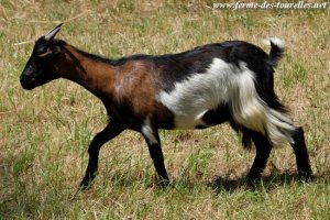 LOUISIANA des Tourelles - chèvre miniature