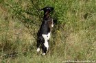 LOUISIANA des Tourelles - chèvre semi-naine