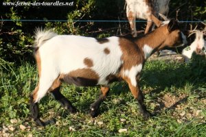 JAKIRA des Tourelles - chèvre miniature