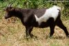 LINDA des Tourelles - chèvre miniature