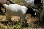 LORIE des Tourelles - chèvre miniature à poils longs