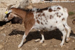 JYKA de Chiseuil - chèvre miniature dalmatienne à la Ferme des Tourelles