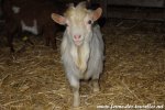 MIGNON de Poyaller - bouc miniature des Tourelles