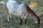 IBIZA - chèvre semi-naine des Tourelles