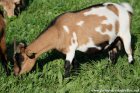 HAMAELYS - chèvre extra-naine des Tourelles