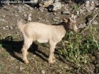 GALOUPIOT des Tourelles - chevreau nain