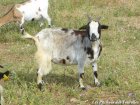 ERIN - chèvre miniature des Tourelles