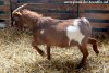 EROS - bouc miniature rouge