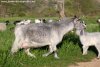 GRISETTE - chèvre naine des Tourelles