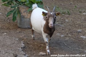 COOKIE - chèvre extra-naine des Tourelles