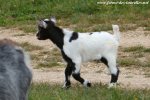 MORITO des Tourelles - chevreau miniature motte