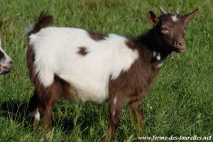 MACHA des Tourelles - chèvre miniature