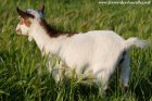 MADDIE des Tourelles - chèvre miniature aux yeux bleus