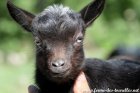 OPHRA des Tourelles - chèvre miniature aux yeux bleus