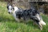GLYCINE - chienne Border Collie non LOF des Tourelles