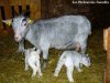 GRISETTE et ses jumeaux - chèvres miniatures des Tourelles