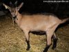 LOV'ME - bouc Alpin des Tourelles LOV'ME - bouc Alpin des Tourelles