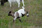 MASCOT des Tourelles - chevreau miniature motte