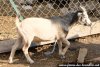 PEGASE des Tourelles - bouc miniature aux yeux bleus
