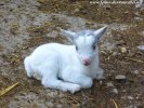 JOUKI des Tourelles - chevreau nain