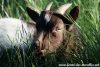 NIÑO des Tourelles - bouc miniature aux yeux bleus