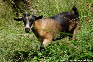 NALA de l'Arche de Mae - chèvre miniature des Tourelles