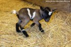 MACRAPOUILLE des Tourelles - chevreau miniature
