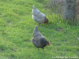 Poules de la Ferme des Tourelles