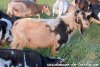 TOPISSIME des Tourelles - bouc miniature marbré
