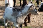 NOVELLA des Tourelles - chèvre miniature aux yeux bleus